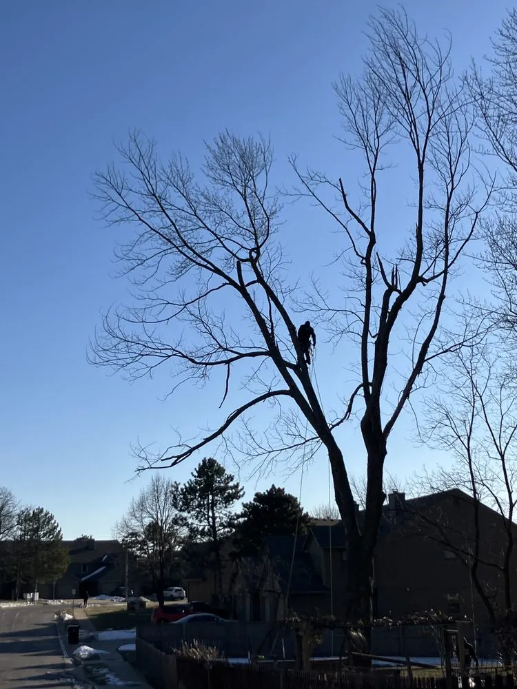 Professional yard maintenance in Blue Springs, MO by Tree Kings