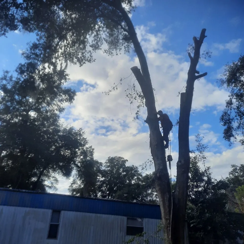 Professional lawn mowing service experts serving Leesburg, FL - Tree Life Services