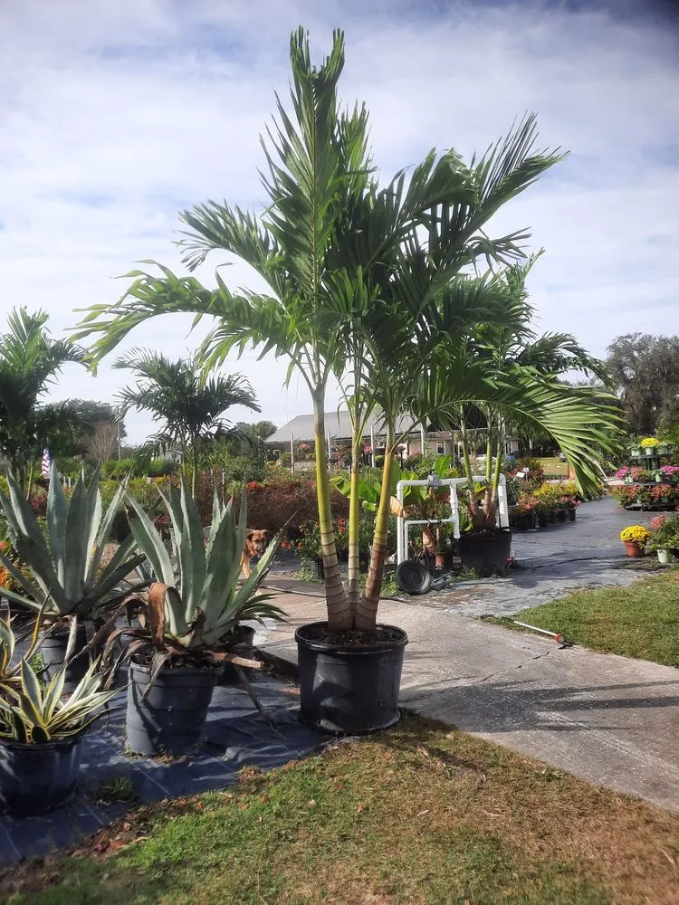 Expert landscape installation in Leesburg, FL by Tree Life Services