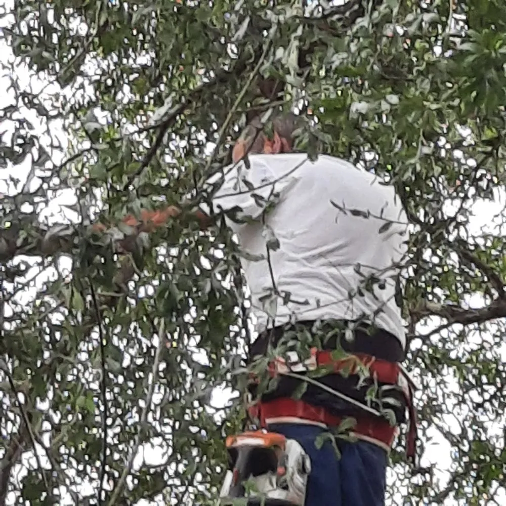 Local lawn care service for year-round maintenance across Leesburg, FL - Tree Life Services