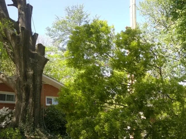 Top-rated lawn care service for homes in Claremore, OK by Tree-Line