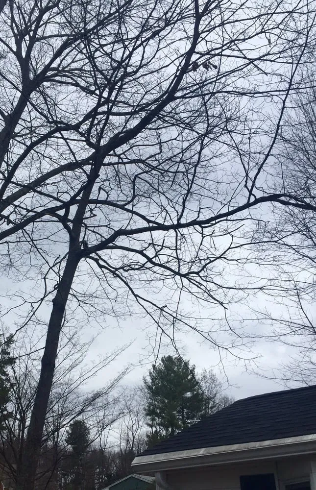 Professional yard cleanup service experts serving Derry, NH - Tree Line Property Services