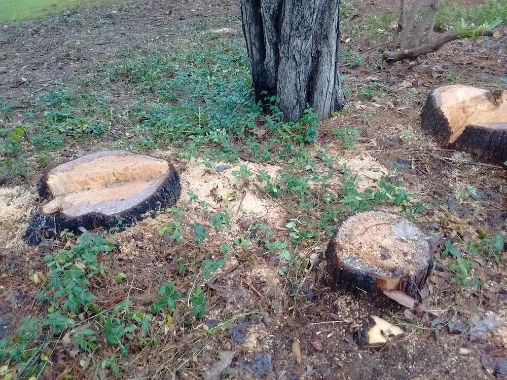 Local garden landscaping in Derry, NH by Tree Line Property Services