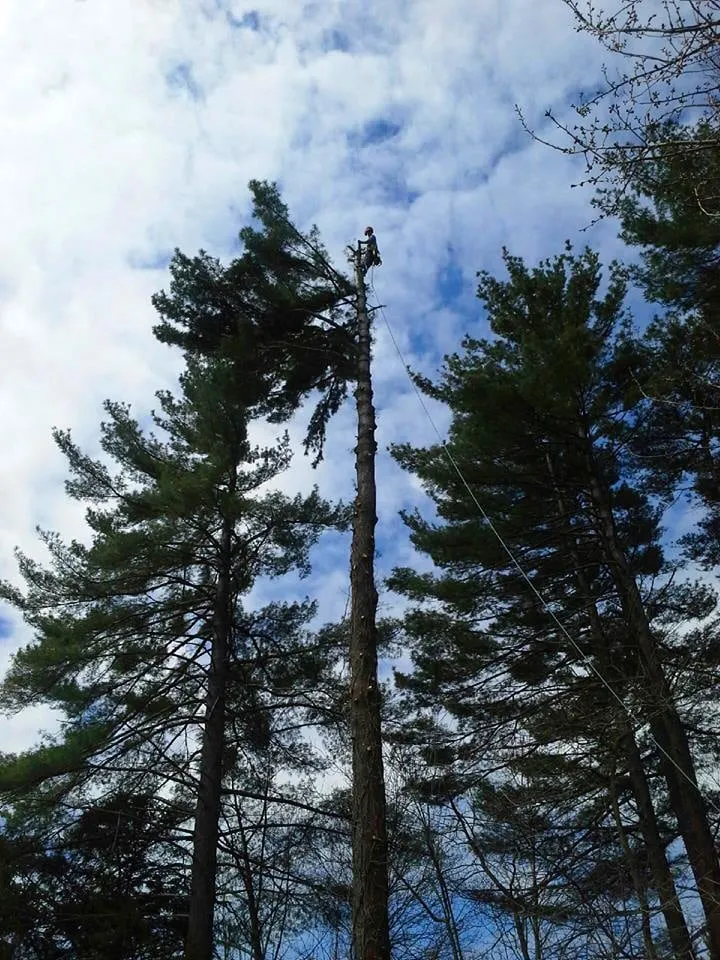 Expert landscaping services for outdoor upgrades across Derry, NH - Tree Line Property Services
