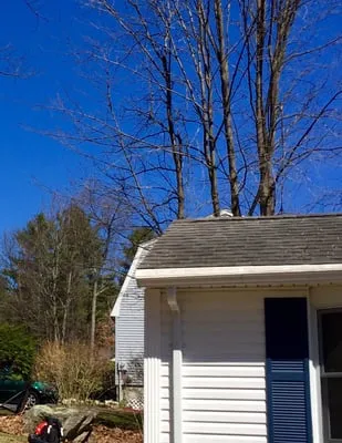 Tree Line Property Services