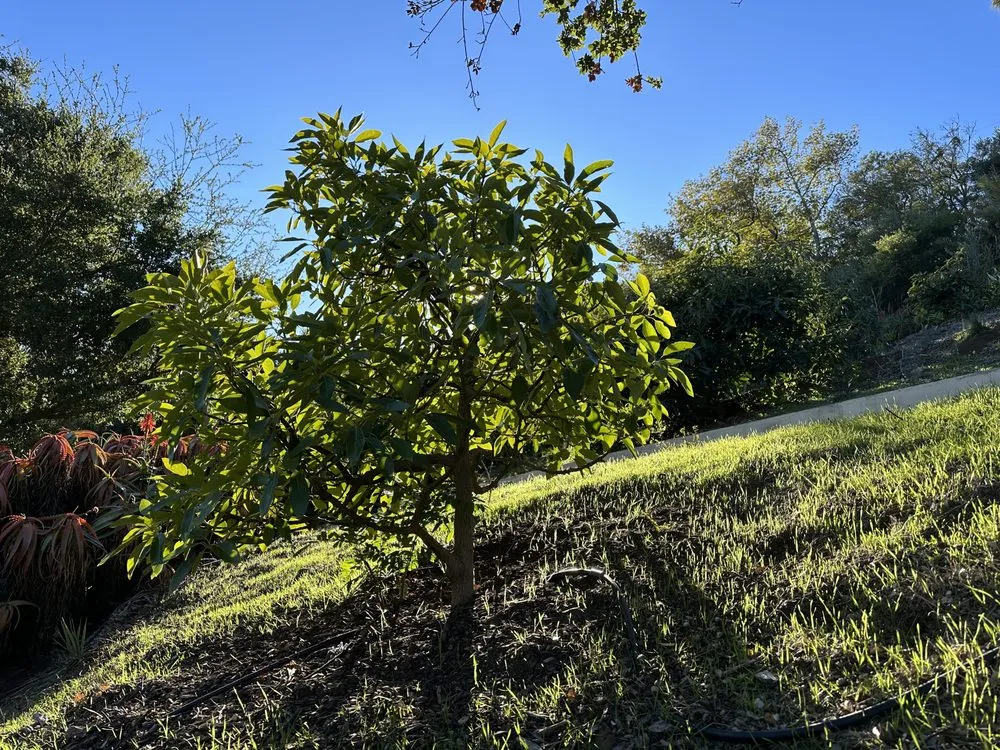 Reliable landscape design for year-round maintenance across Goleta, CA - Tree Love & Care