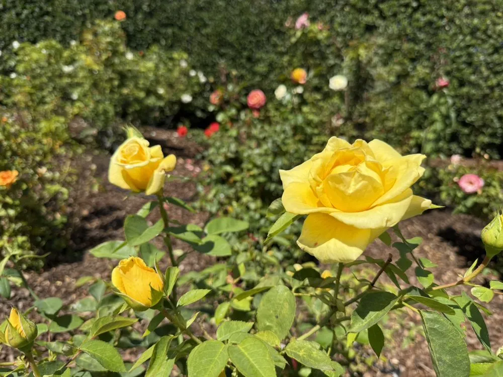 Custom landscape installation for homes in Goleta, CA by Tree Love & Care