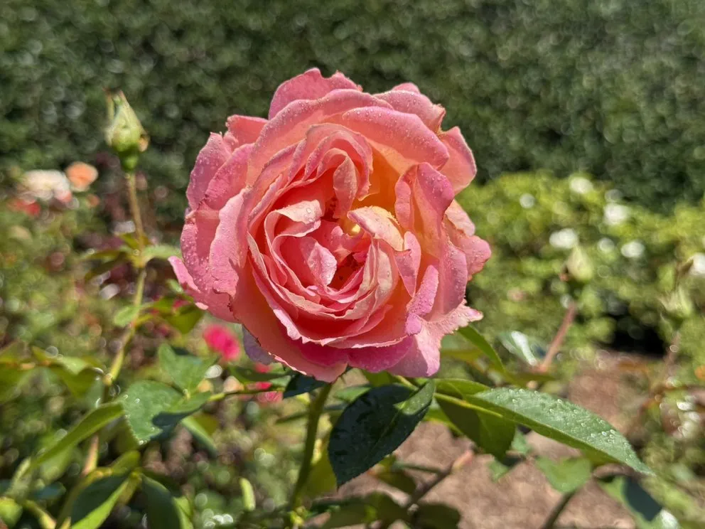 Expert yard maintenance experts serving Goleta, CA - Tree Love & Care