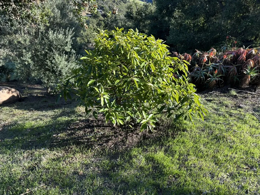 Custom yard maintenance for residential properties across Goleta, CA - Tree Love & Care