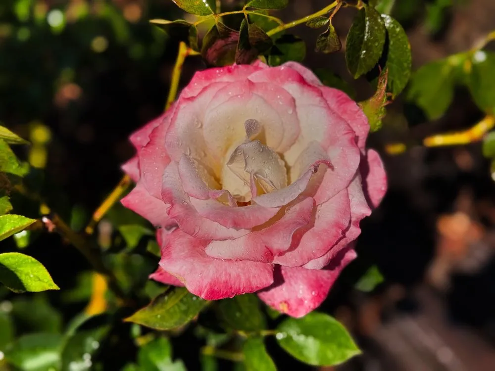 Trusted outdoor landscaping experts serving Goleta, CA - Tree Love & Care