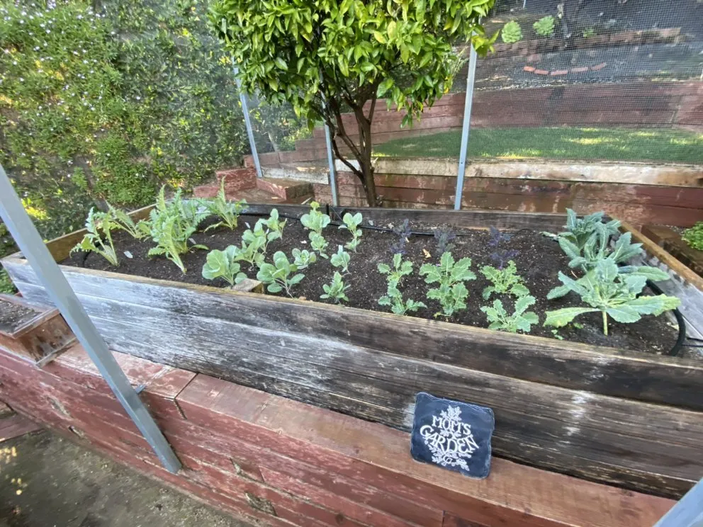 Local landscaping services in Goleta, CA by Tree Love & Care