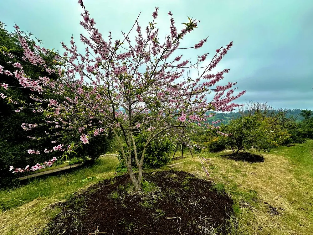 Trusted landscaping services in Goleta, CA by Tree Love & Care