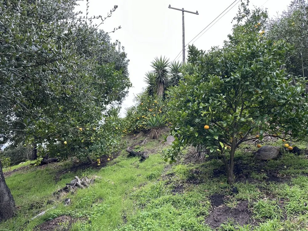 Custom residential landscaping in Goleta, CA by Tree Love & Care