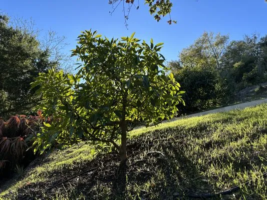 Tree Love & Care Logo