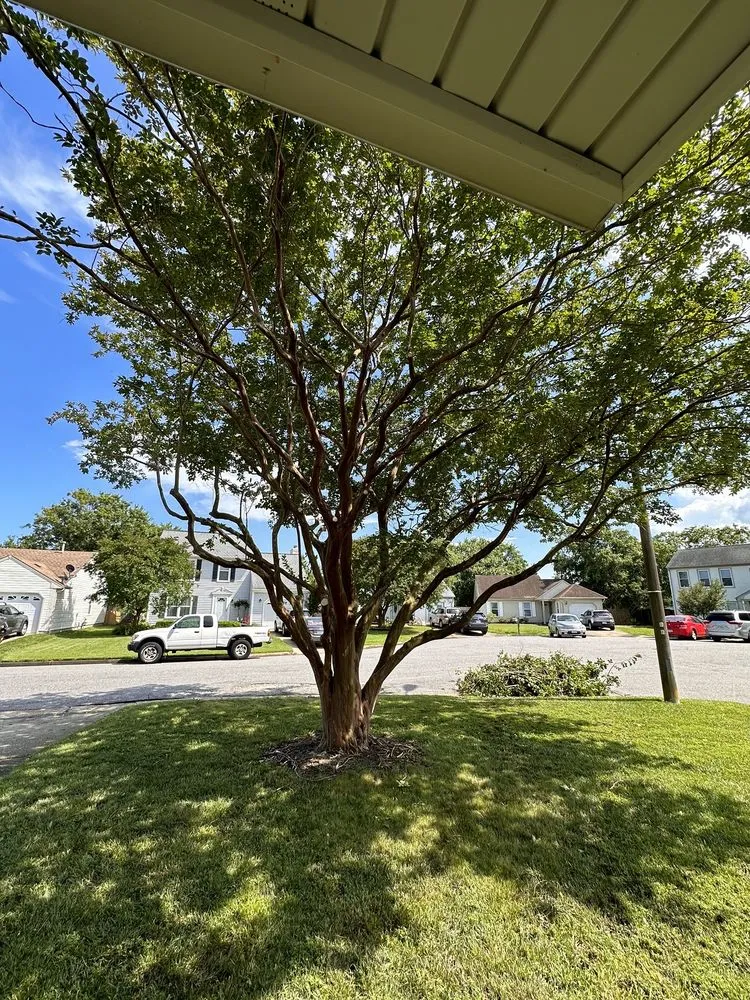 Expert landscape design for year-round maintenance across Chesapeake, VA - Tree Lyfe Tree Services