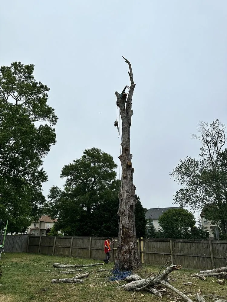 Trusted yard maintenance for beautiful yards across Chesapeake, VA - Tree Lyfe Tree Services