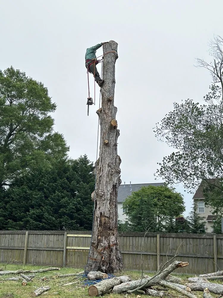 Trusted landscape design in Chesapeake, VA - Tree Lyfe Tree Services