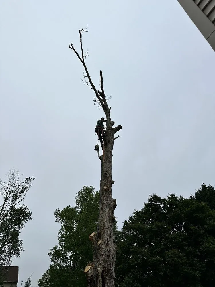 Trusted outdoor landscaping for year-round maintenance across Chesapeake, VA - Tree Lyfe Tree Services