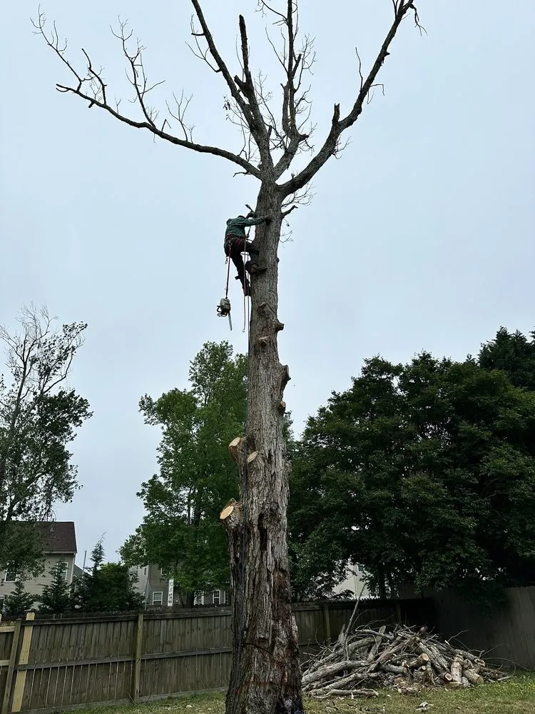 Local landscaping services experts serving Chesapeake, VA - Tree Lyfe Tree Services