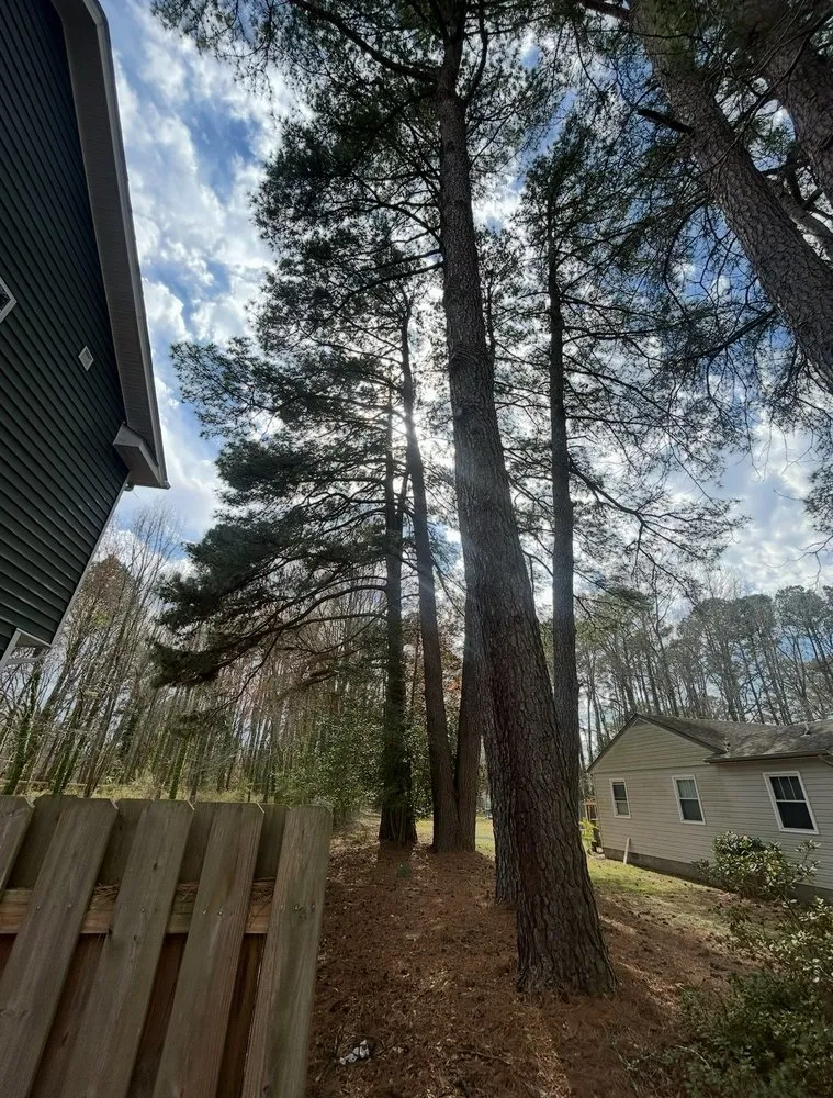 Expert garden landscaping for outdoor upgrades across Chesapeake, VA - Tree Lyfe Tree Services