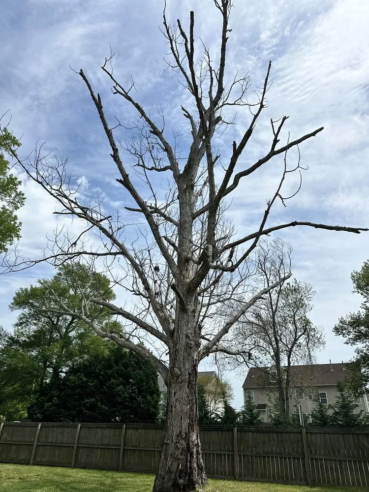 Top-rated landscaping services in Chesapeake, VA - Tree Lyfe Tree Services