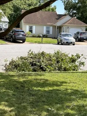 Tree Lyfe Tree Services Logo