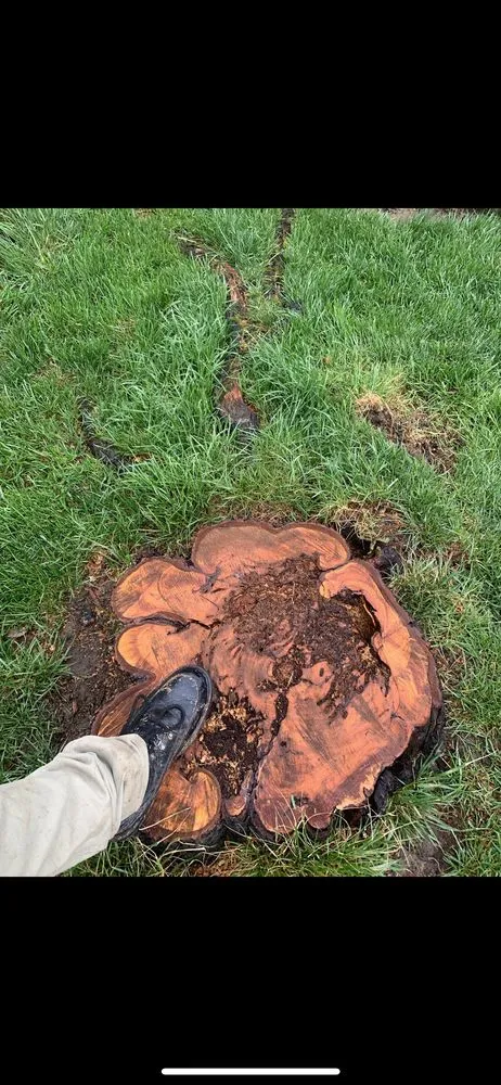 Top-rated landscape installation experts serving Pensacola, FL - Tree Magic Gulf Coast