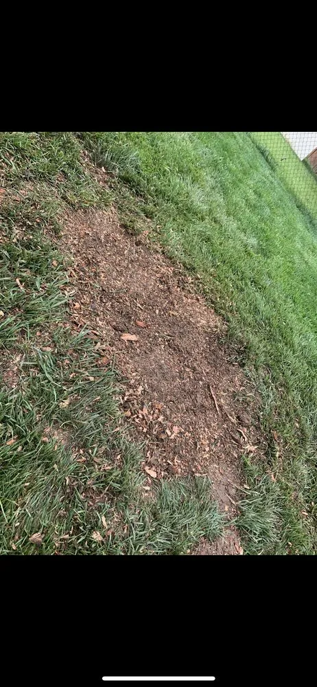 Reliable lawn mowing service for year-round maintenance across Pensacola, FL - Tree Magic Gulf Coast