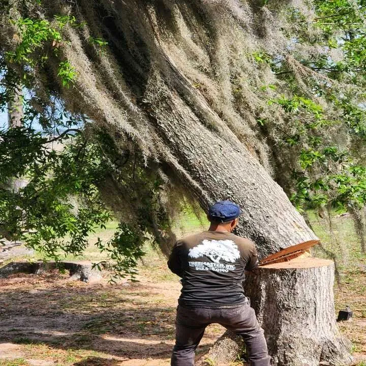 Affordable landscaping services experts serving Savannah, GA - Tree Masters