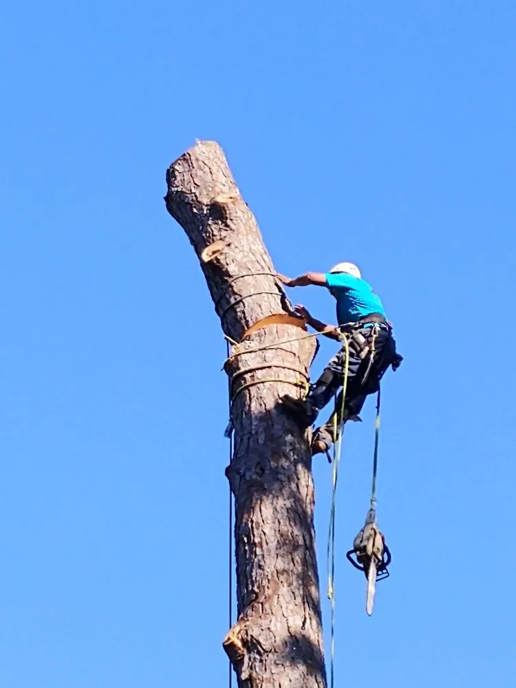 Affordable yard cleanup service in Savannah, GA - Tree Masters