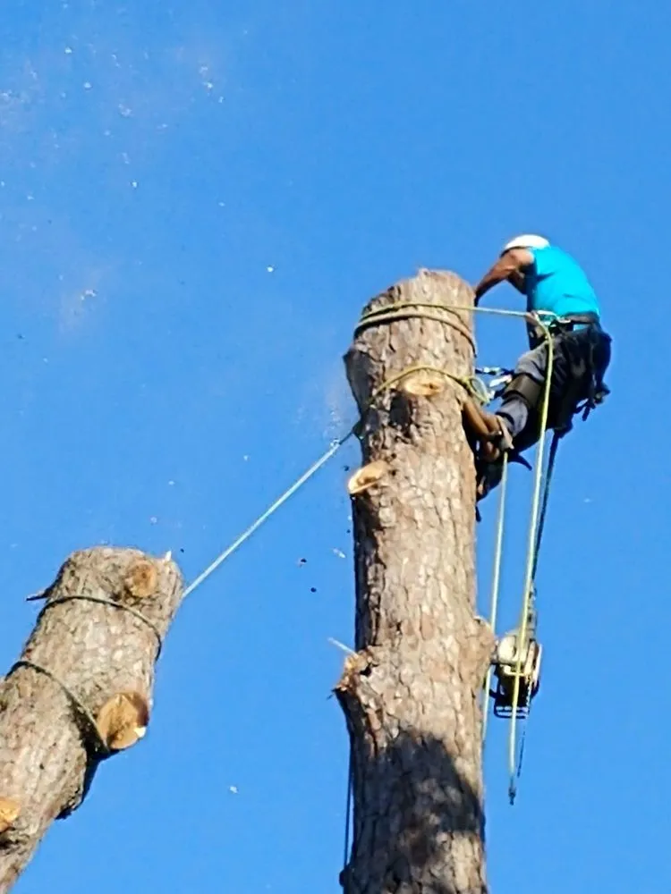 Custom landscape design in Savannah, GA by Tree Masters