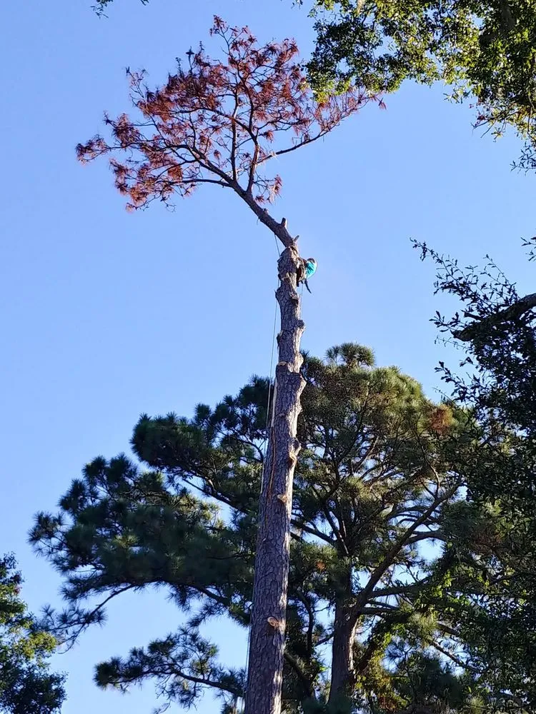 Top-rated outdoor landscaping experts serving Savannah, GA - Tree Masters