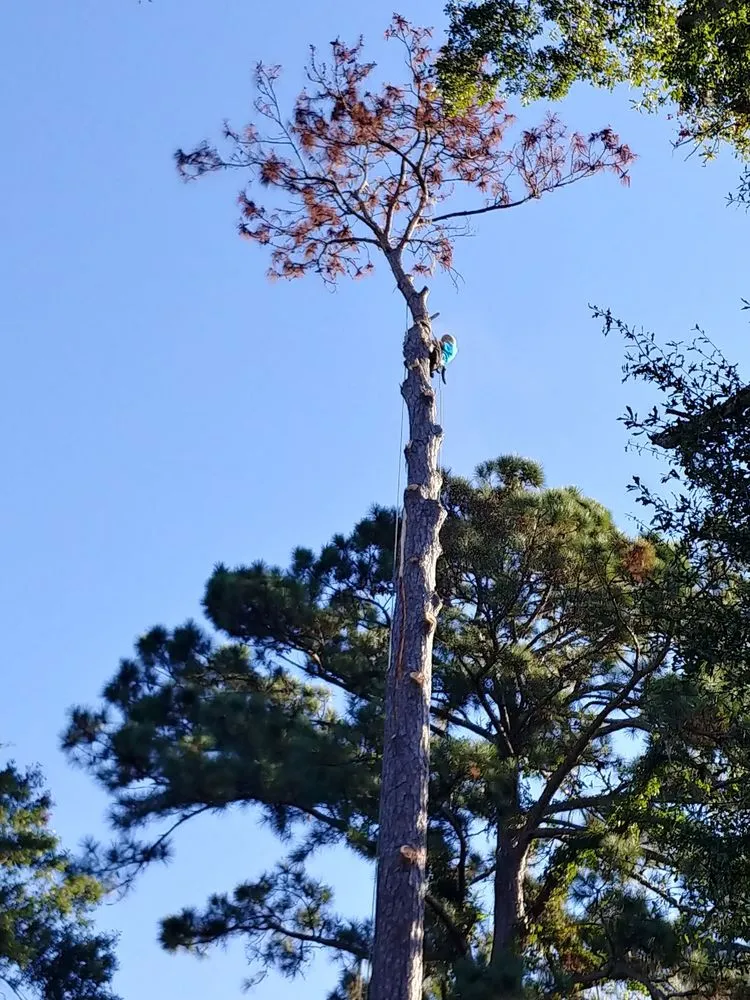 Professional landscaping services near you across Savannah, GA - Tree Masters