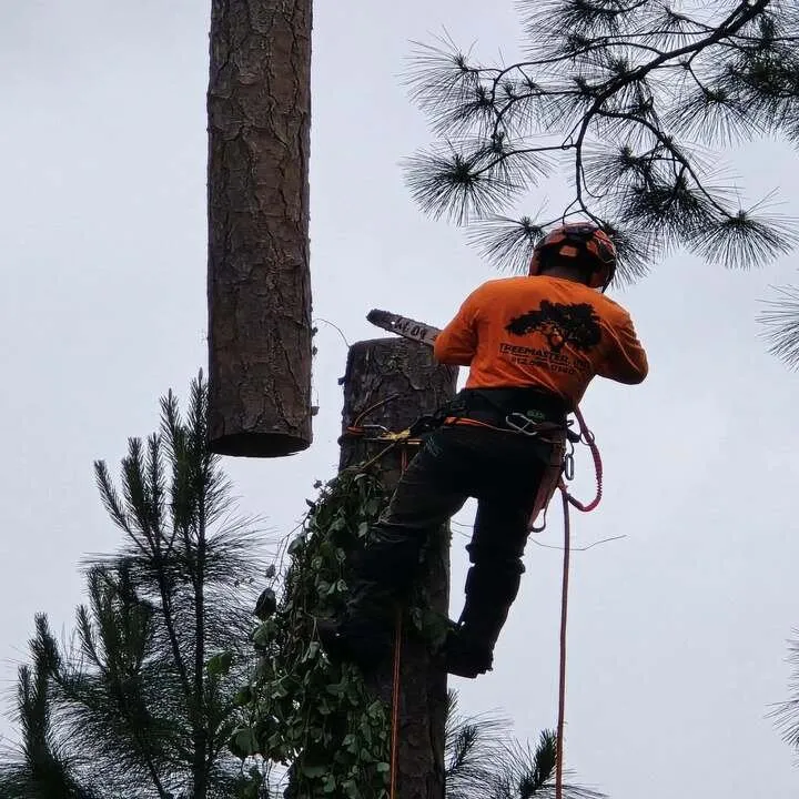 Expert yard cleanup service in Savannah, GA - Tree Masters