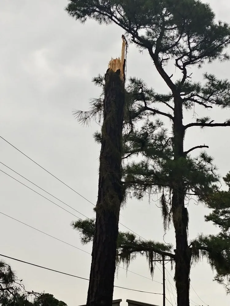 Top-rated yard maintenance experts serving Savannah, GA - Tree Masters