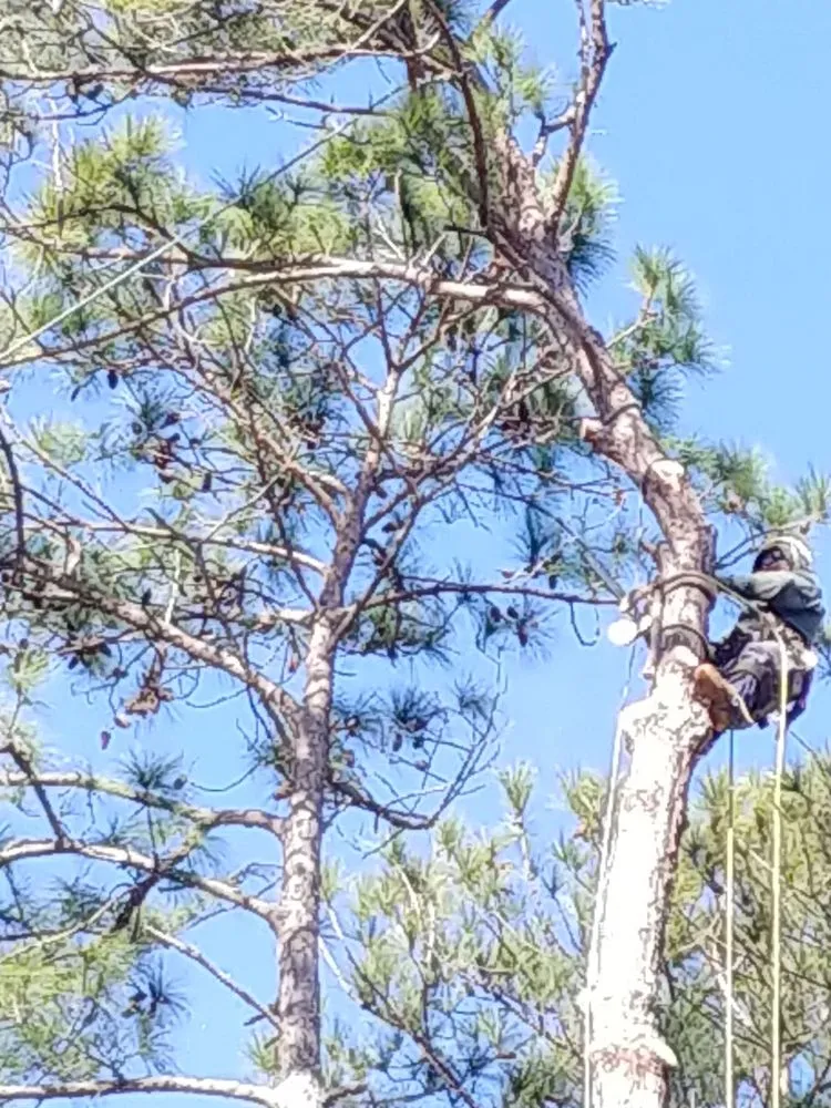 Trusted lawn mowing service in Savannah, GA by Tree Masters