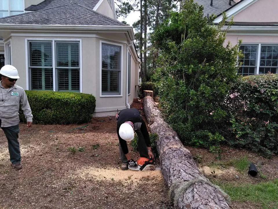 Expert yard cleanup service experts serving Savannah, GA - Tree Masters