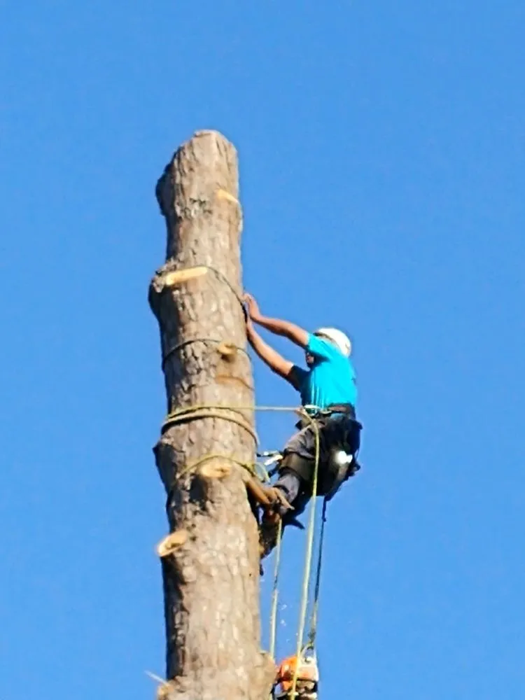 Professional landscape installation for year-round maintenance in Savannah, GA by Tree Masters