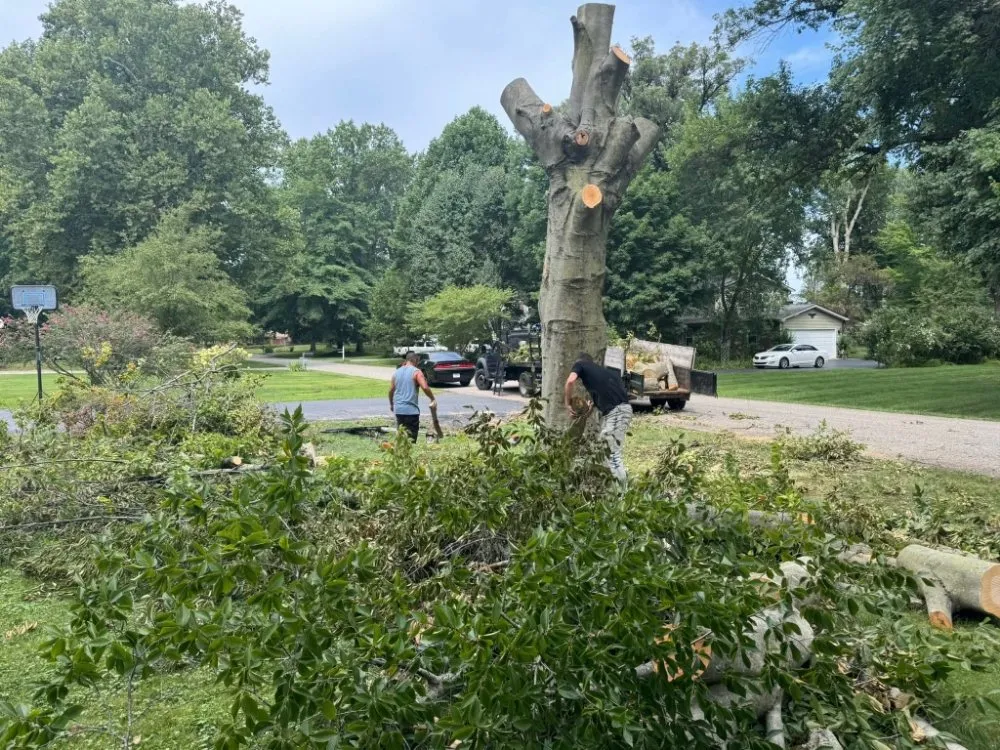 Top-rated lawn mowing service in Indianapolis, IN - Tree Medics