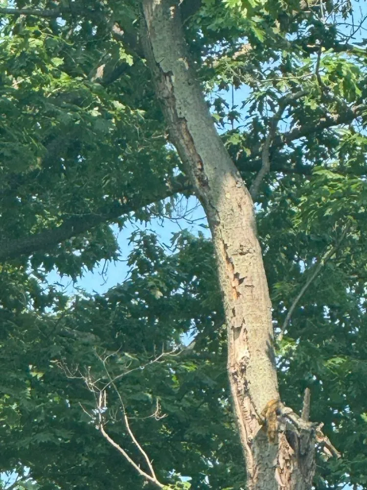 Trusted residential landscaping experts serving Indianapolis, IN - Tree Medics