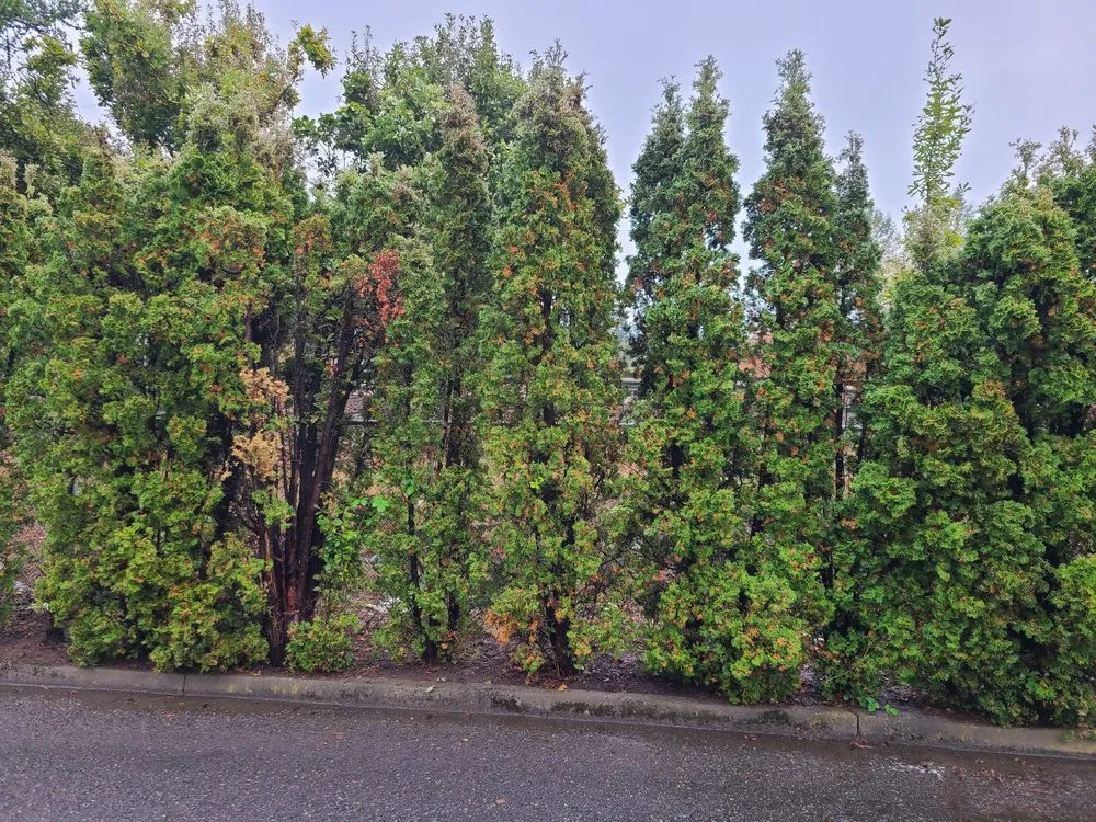 Affordable landscape design in Tualatin, OR - Tree Medics
