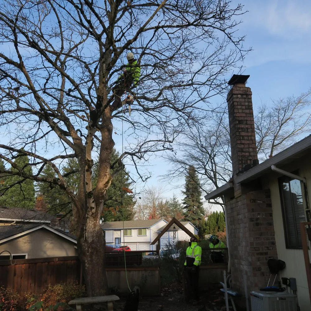 Professional residential landscaping experts serving Tualatin, OR - Tree Medics