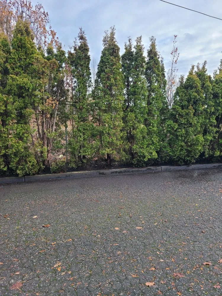 Reliable landscape design with custom design across Tualatin, OR - Tree Medics