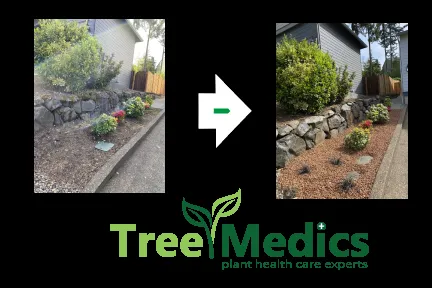 Affordable yard cleanup service for residential properties across Tualatin, OR - Tree Medics