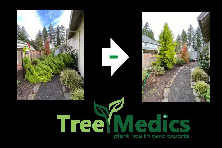 Trusted lawn mowing service with custom design across Tualatin, OR - Tree Medics