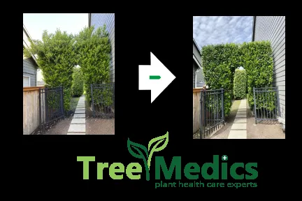 Local garden landscaping in Tualatin, OR by Tree Medics