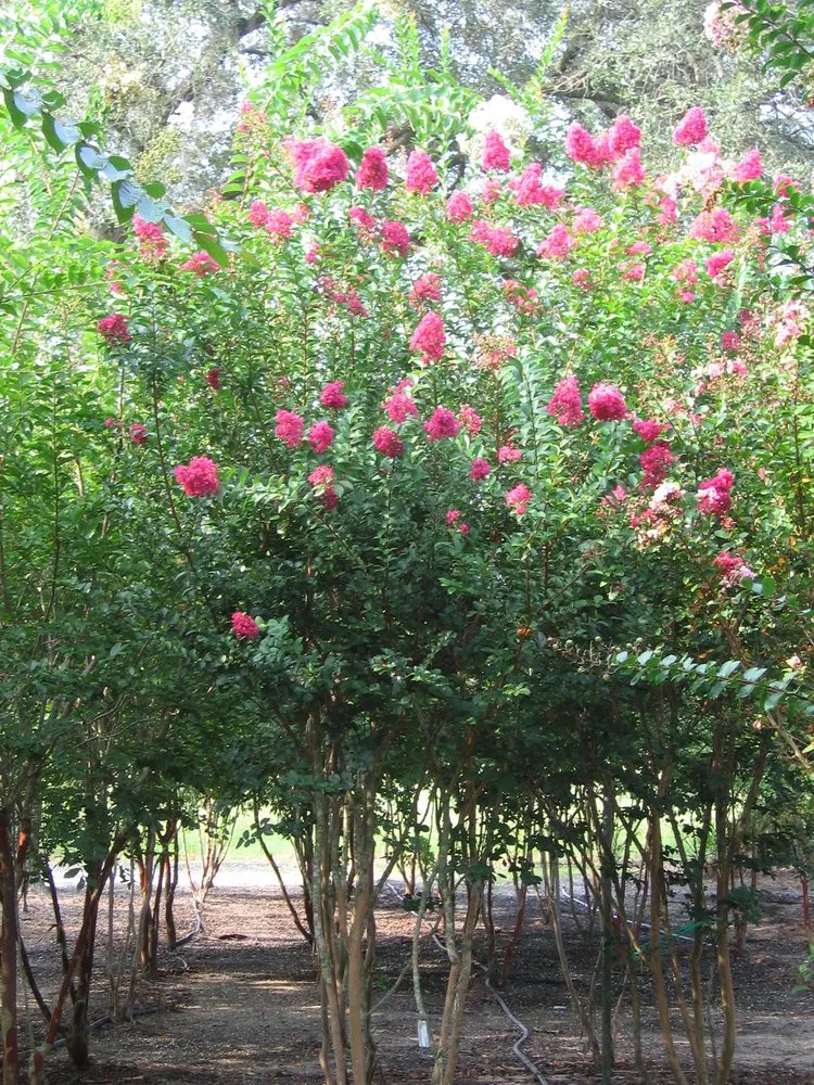 Custom lawn care service experts serving Spring Hill, FL - Tree-Mendous Tree Service