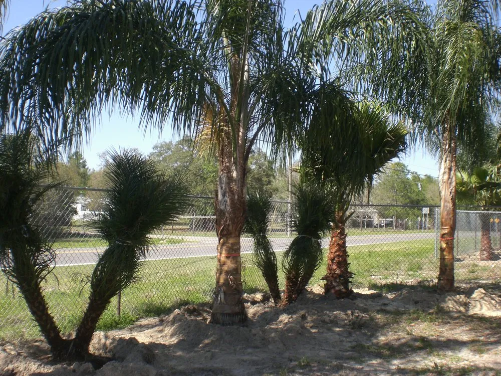 Professional garden landscaping in Spring Hill, FL by Tree-Mendous Tree Service