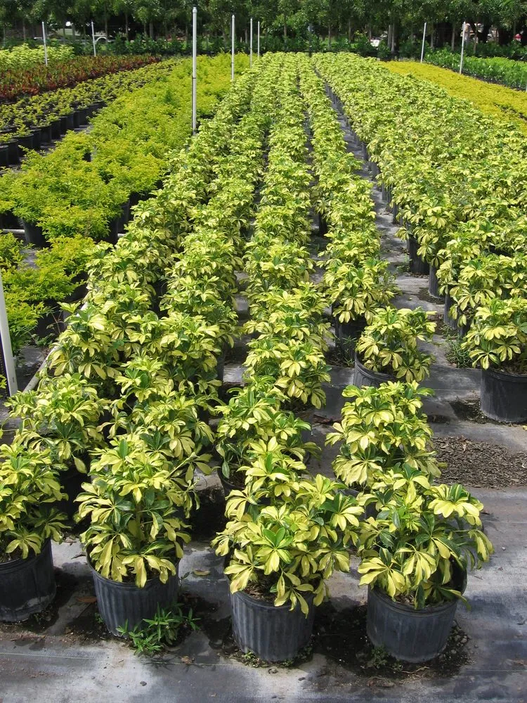 Local landscape installation for outdoor upgrades in Spring Hill, FL by Tree-Mendous Tree Service