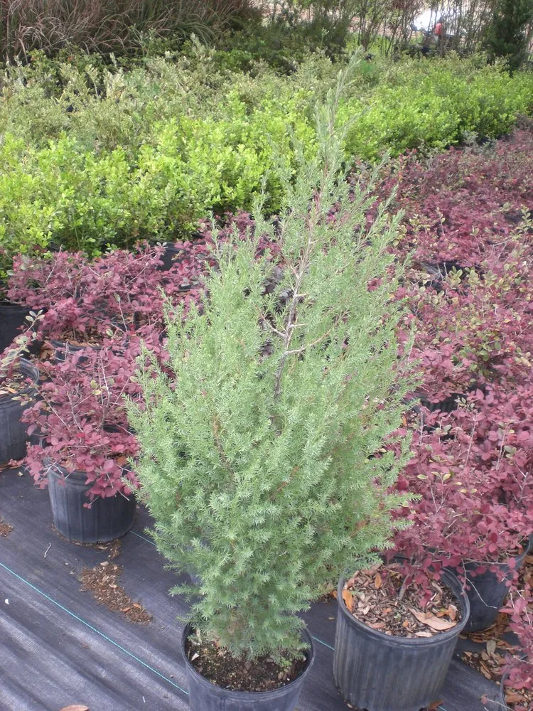 Trusted landscaping services experts serving Spring Hill, FL - Tree-Mendous Tree Service